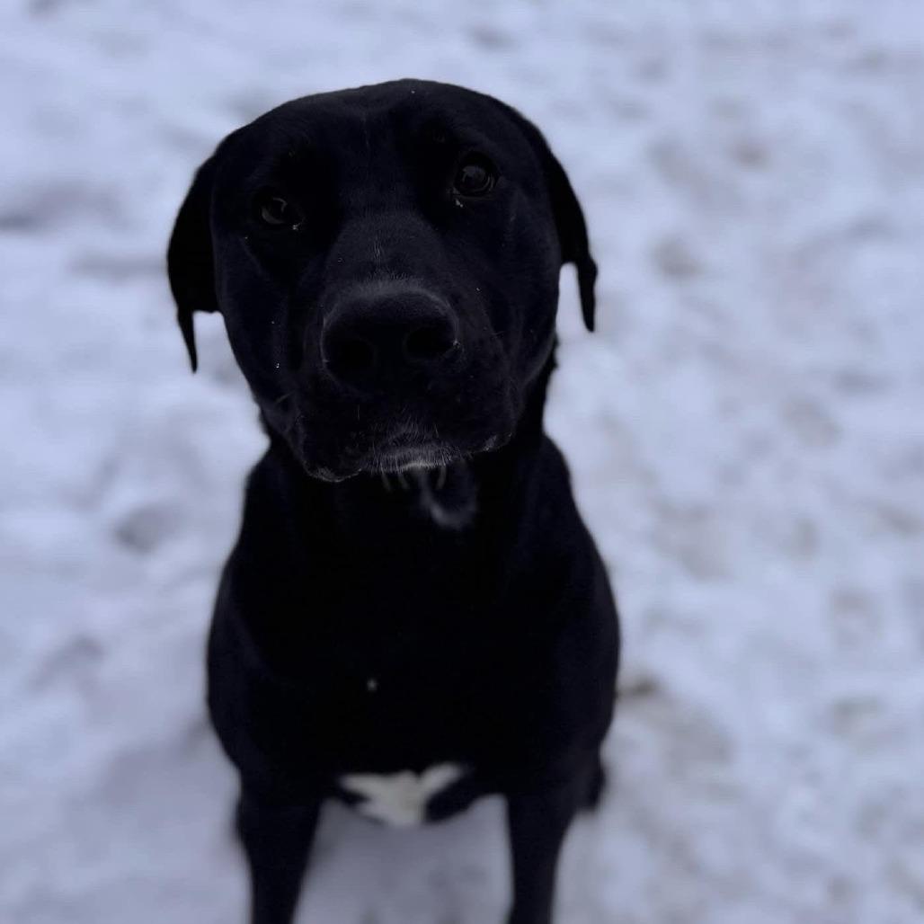 Cora, a Adoptable mixed breed in South Glens Falls, NY image 2/4