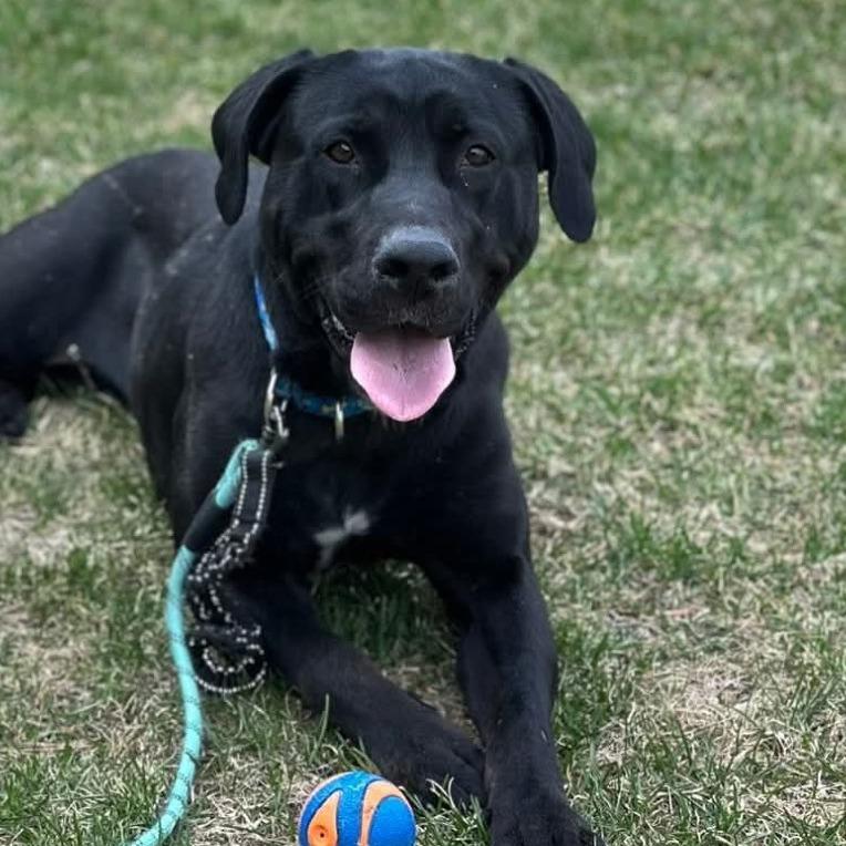 Cora, a Adoptable mixed breed in South Glens Falls, NY image 4/4