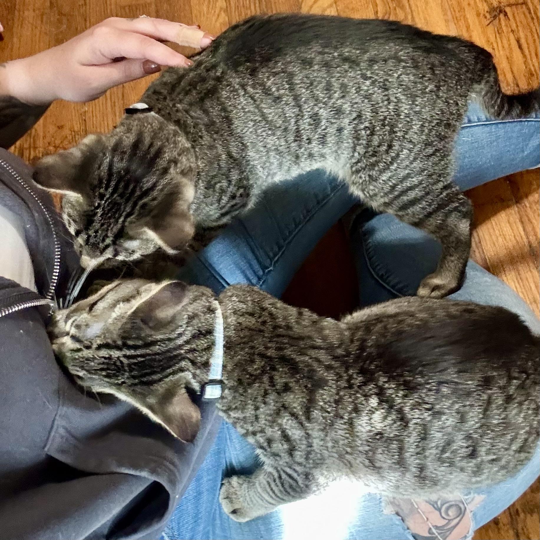 Enlarge Walter 3, a Adoptable Tabby in Albany, NY image 2/5