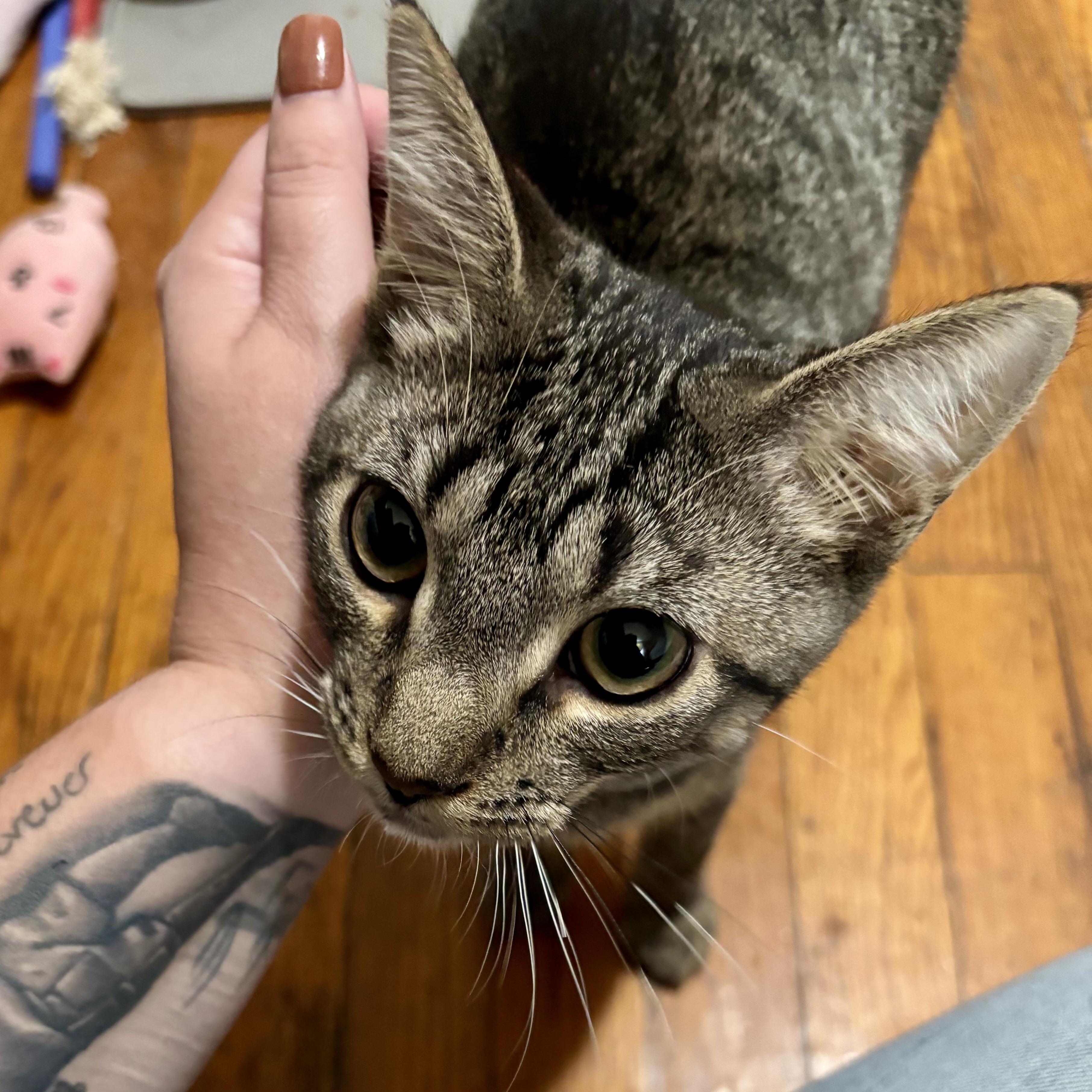 Enlarge Walter 3, a Adoptable Tabby in Albany, NY image 4/5