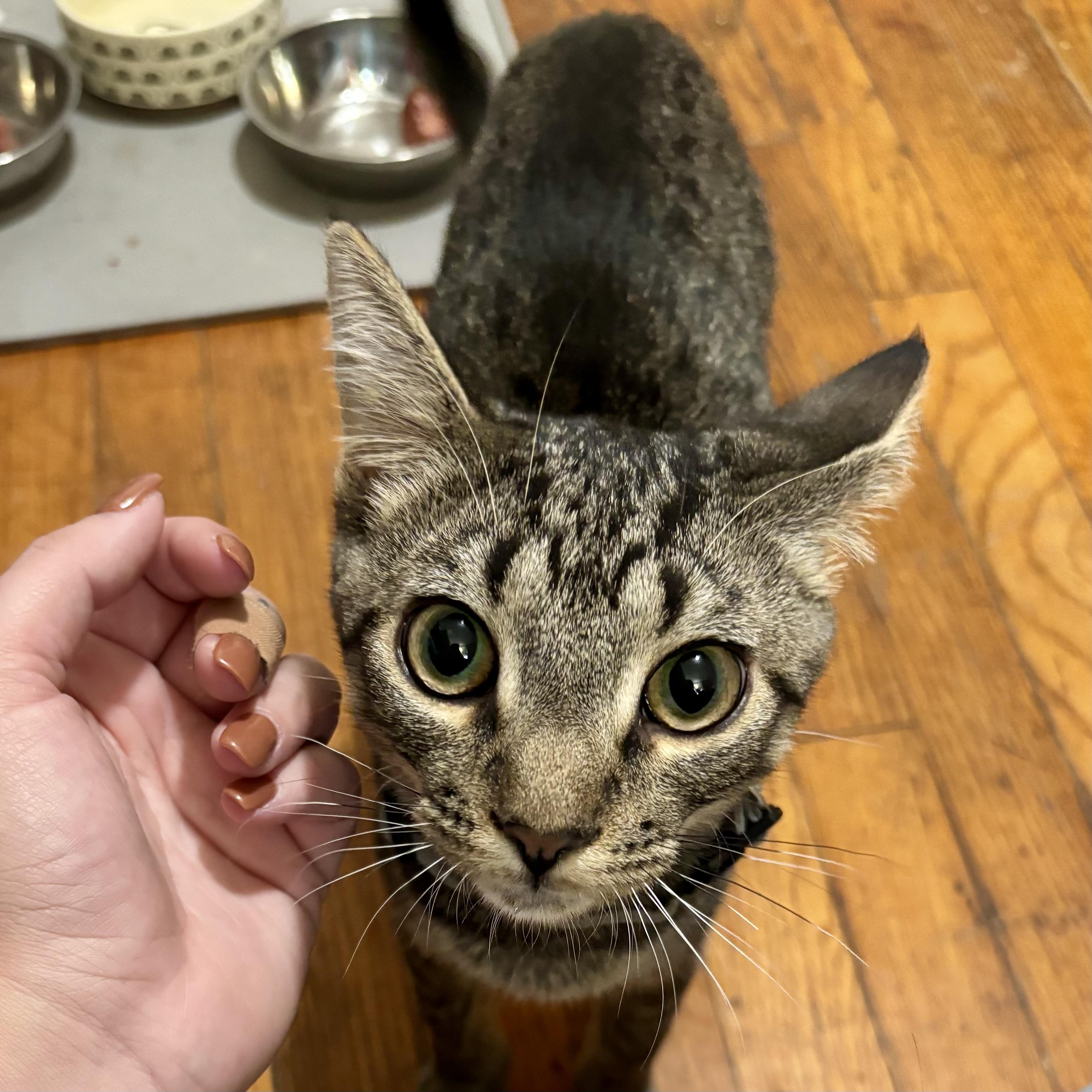 Enlarge Walter 3, a Adoptable Tabby in Albany, NY image 3/5