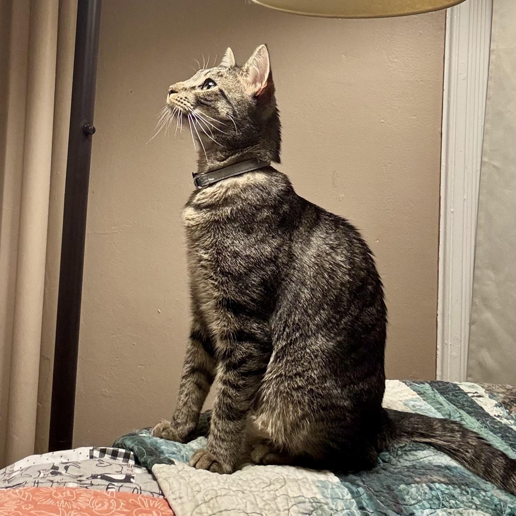 Enlarge Walter 3, an adoption pending Tabby in Albany, NY image 6/6