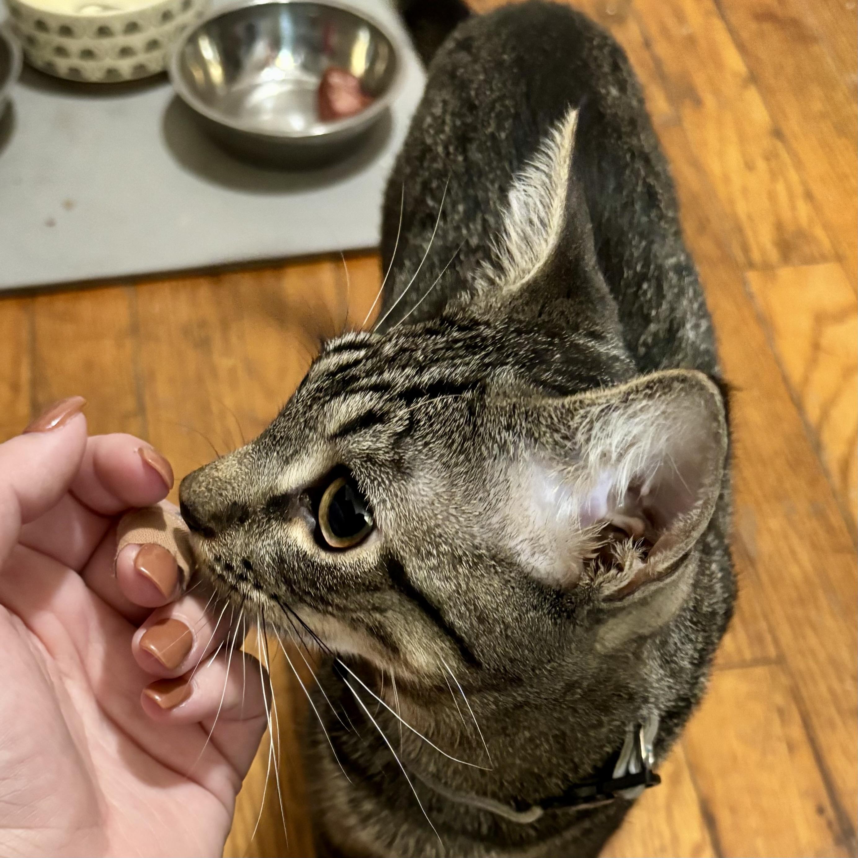 Enlarge Walter 3, a Adoptable Tabby in Albany, NY image 5/5