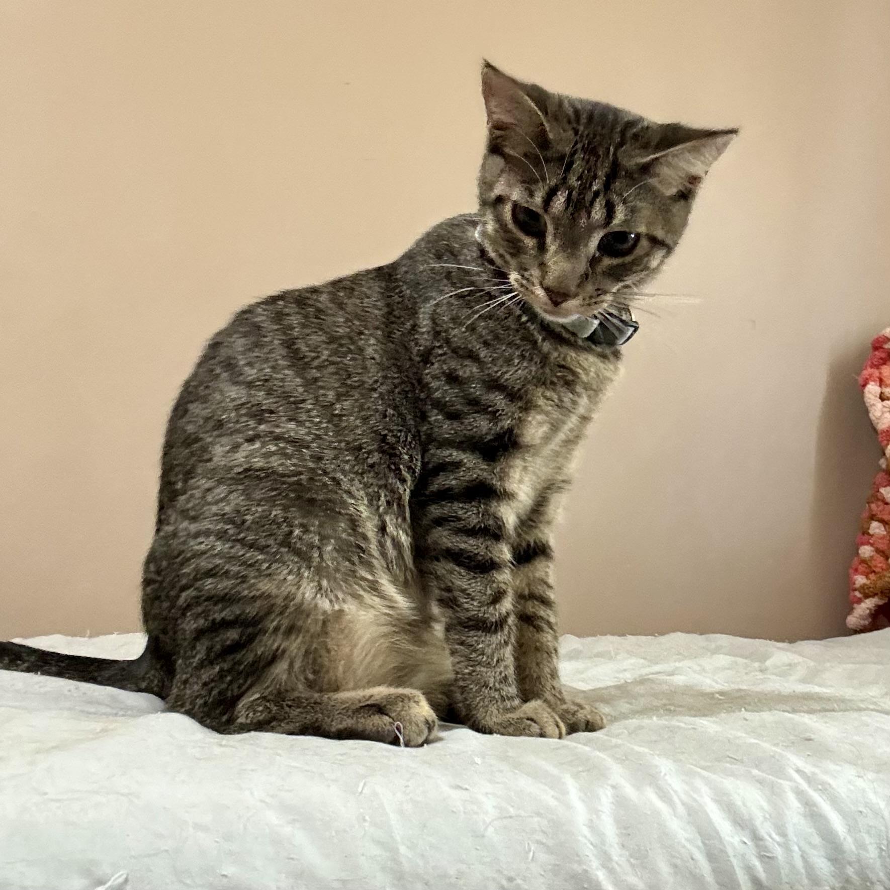 Walter 3, Adoptable, Kitten Male Tabby.