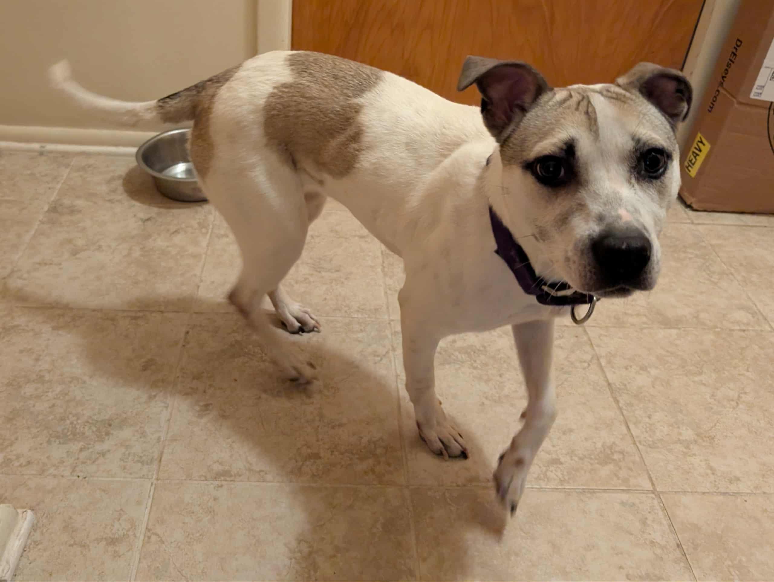 Mocha, a Adoptable mixed breed in Minneapolis, MN image 3/5