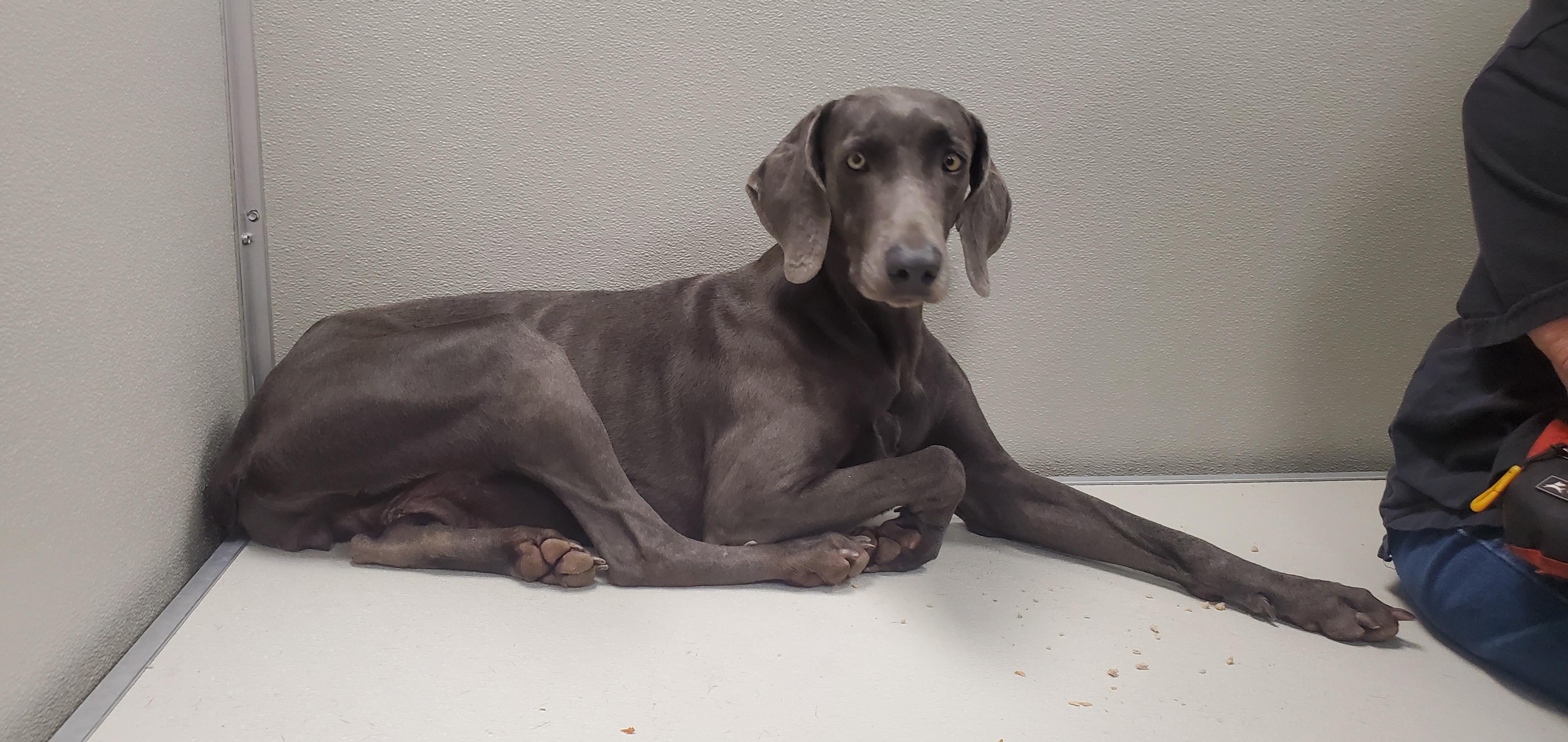 Rowan, Adoptable, Adult Female Weimaraner.