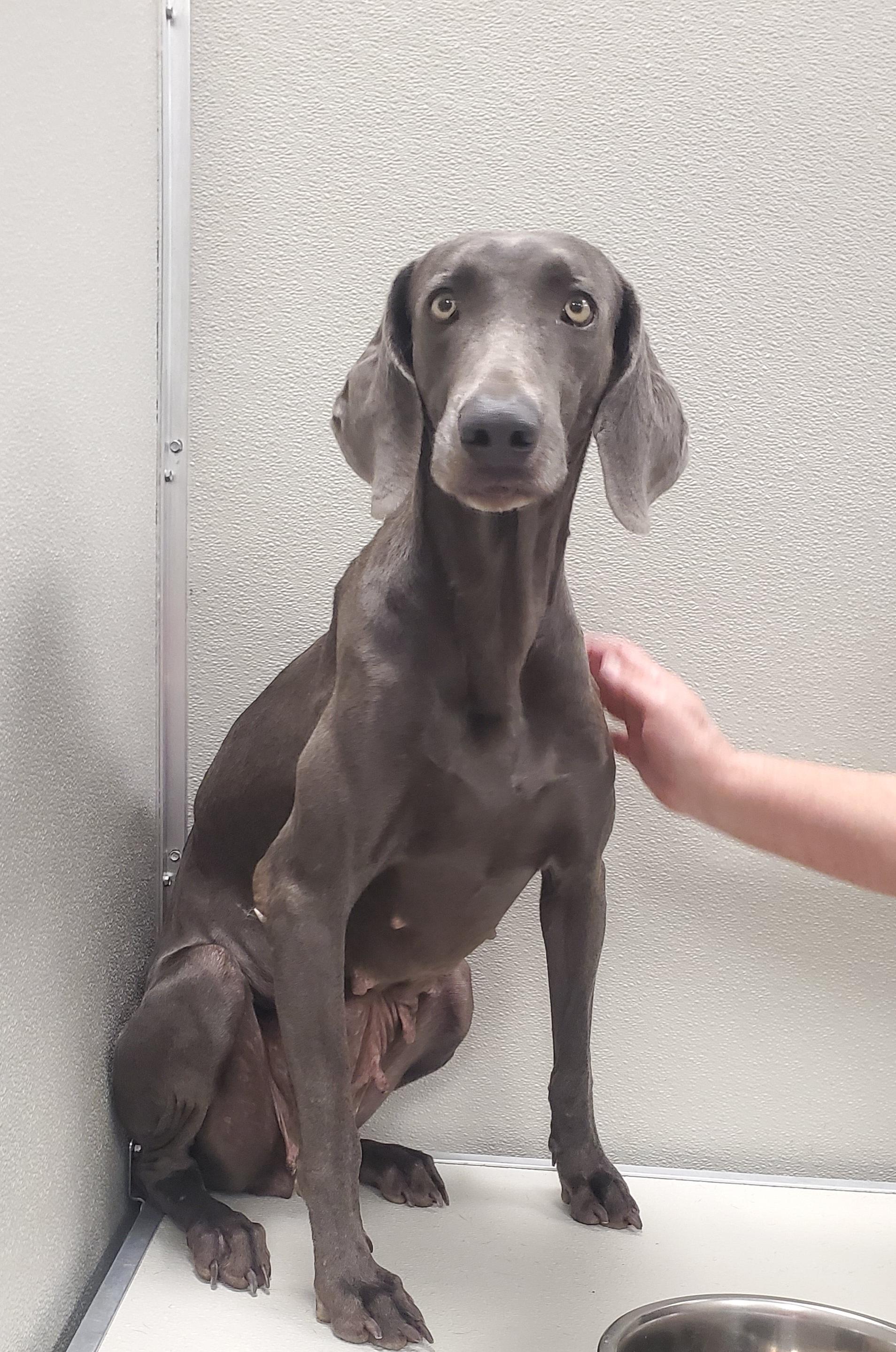 Enlarge Rowan, a Adoptable Weimaraner in Birmingham, AL image 1/2