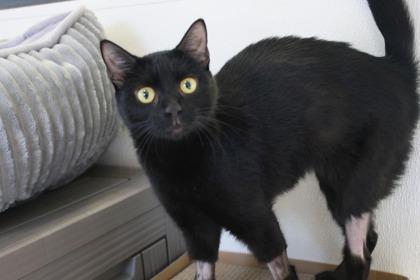 Florence, Adoptable, Adult Female Domestic Short Hair & Domestic Short Hair.