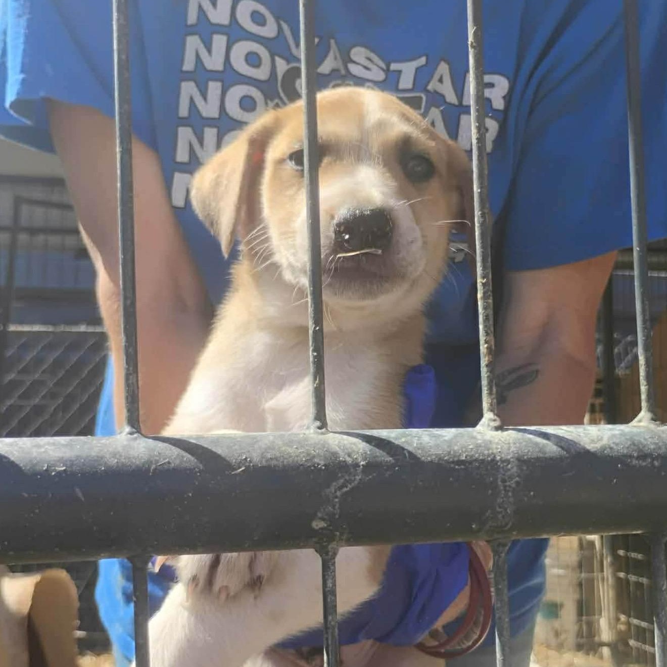 Shell, ADOPTABLE, Puppy Male Great Pyrenees.