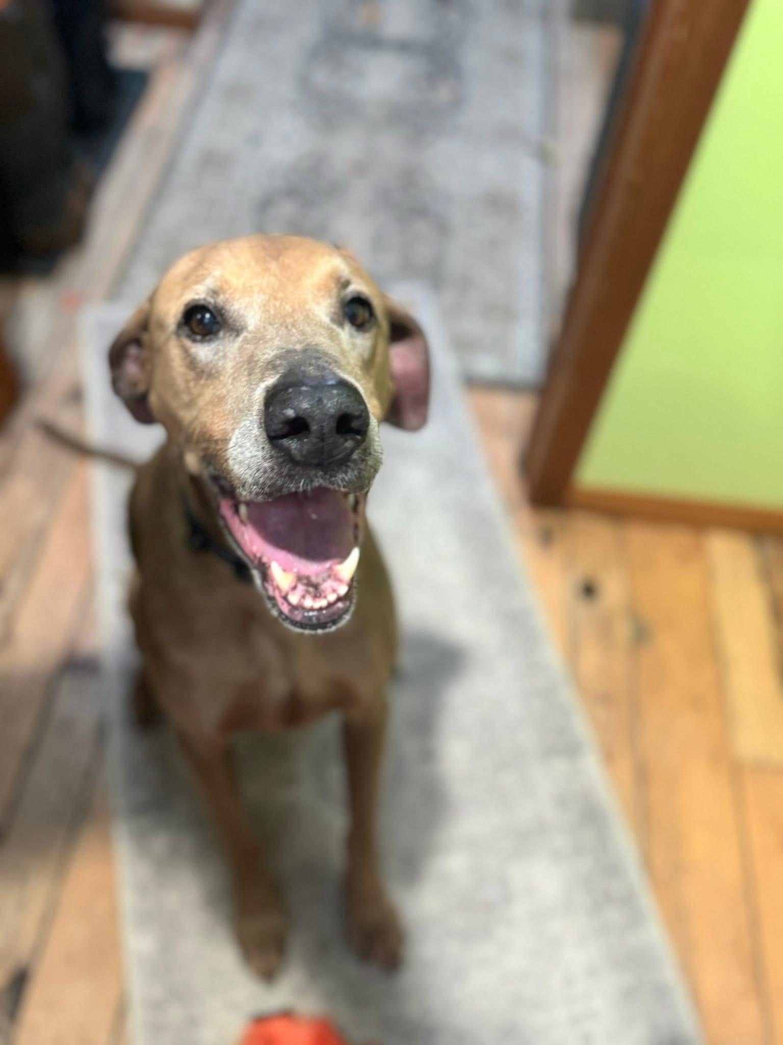 Blue, ADOPTABLE, Senior Male Vizsla.