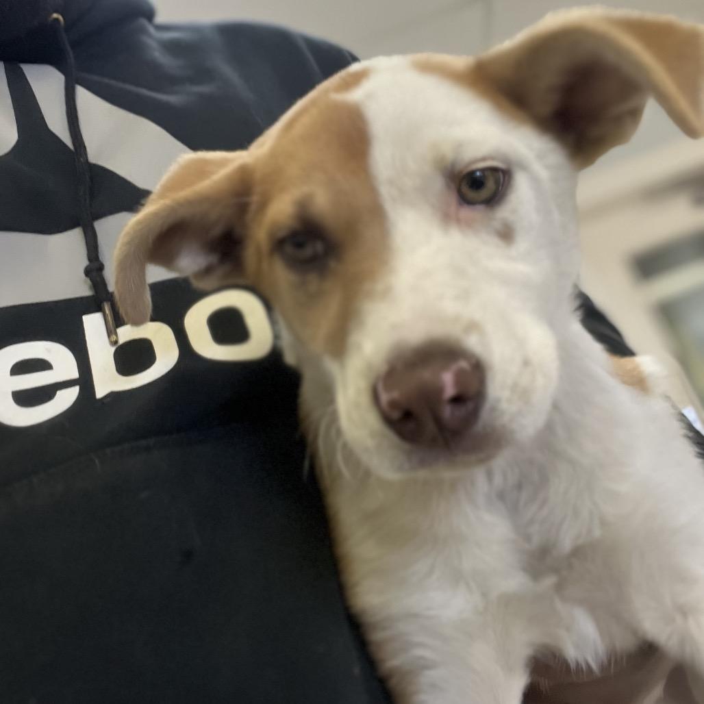 Bingo, Adoptable, Puppy Female Labrador Retriever.