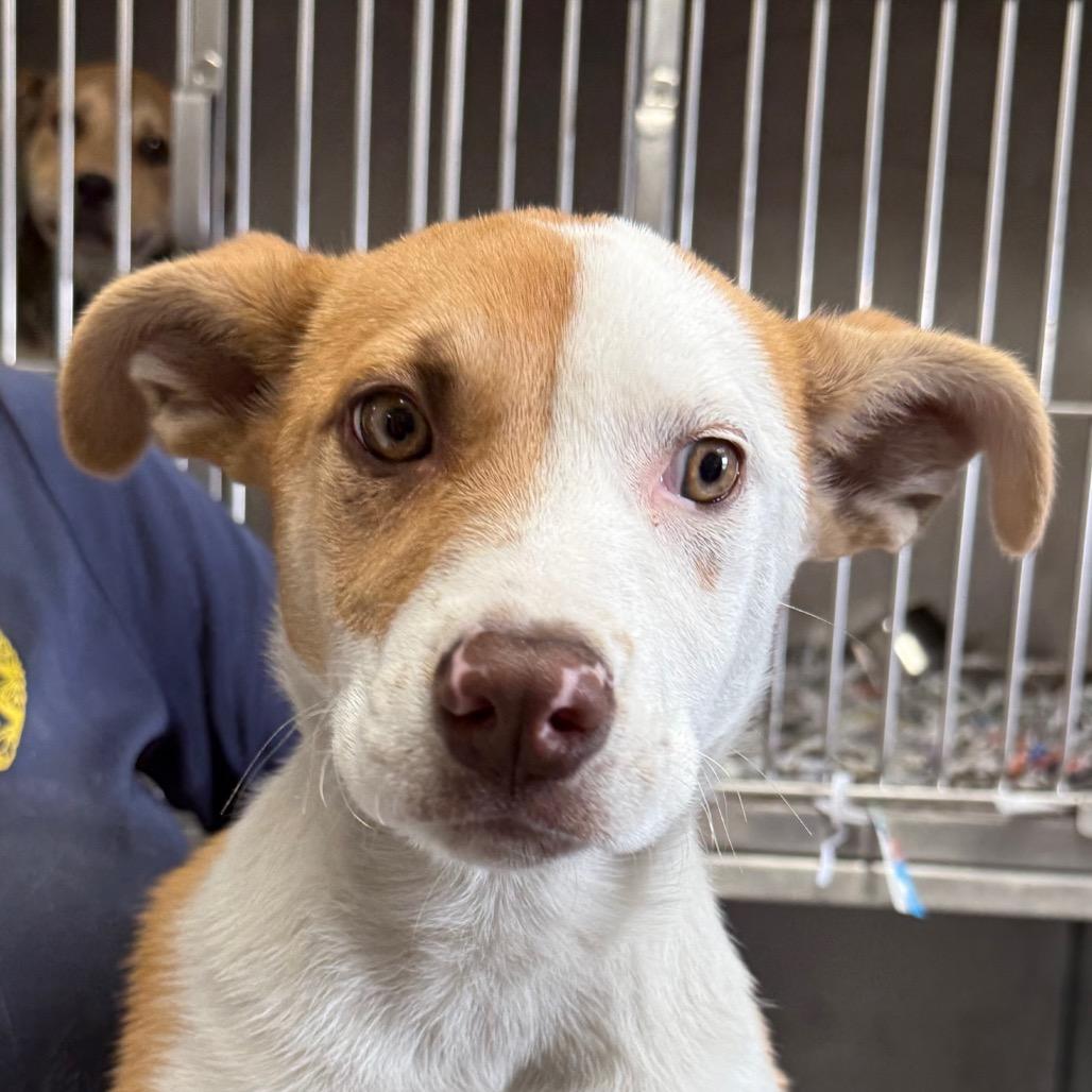 Enlarge Bingo, a Adoptable Labrador Retriever in Jacksonville, AR image 2/2