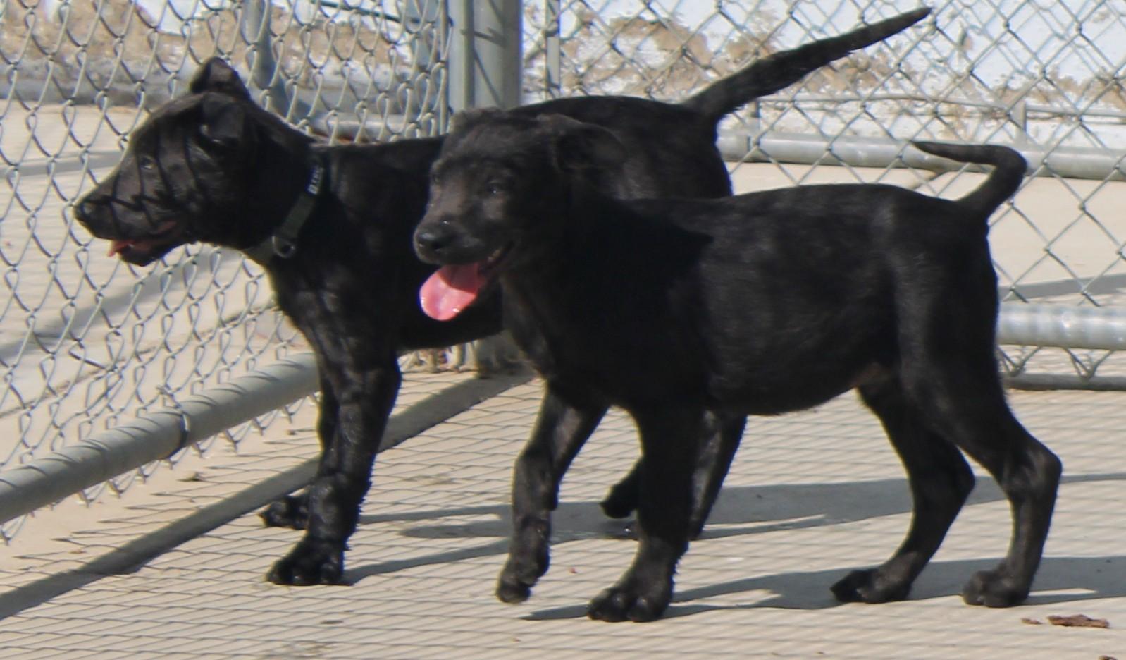 Enlarge BULLET, a Adopted mixed breed in Wasco, CA image 3/6