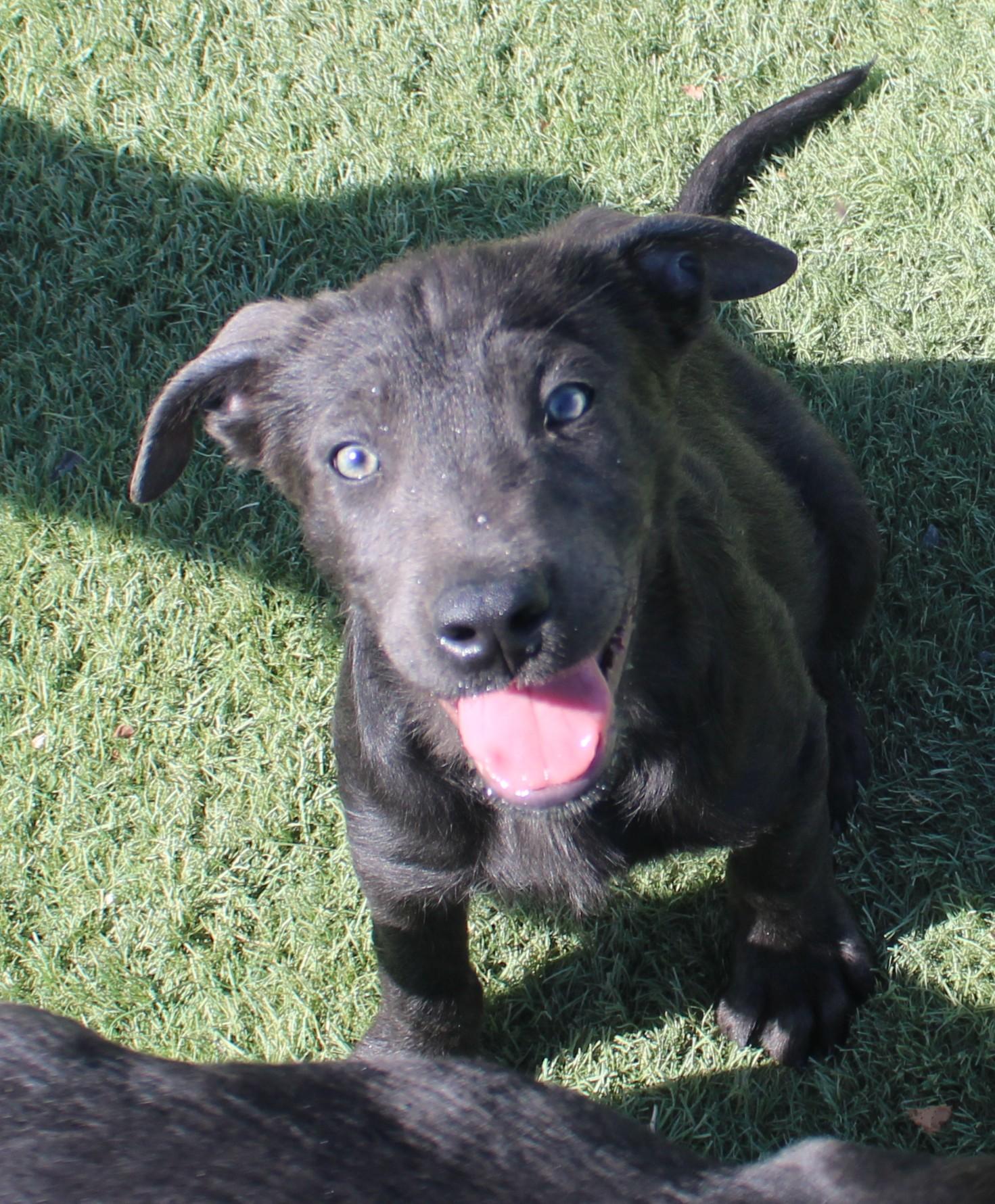 BULLET, Adopted, Young Male Black Labrador Retriever & American Staffordshire Terrier.