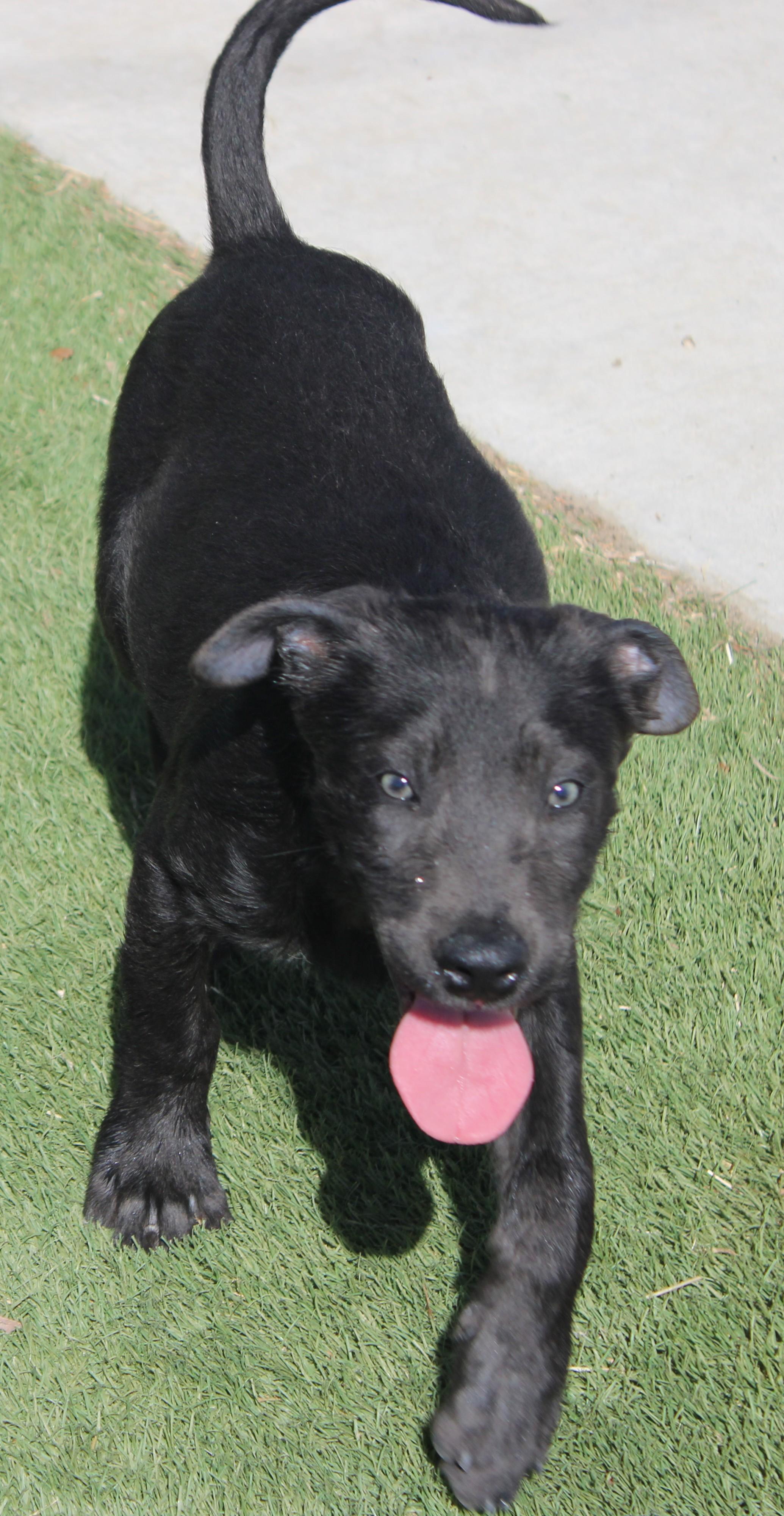 Enlarge BULLET, a Adopted mixed breed in Wasco, CA image 5/6