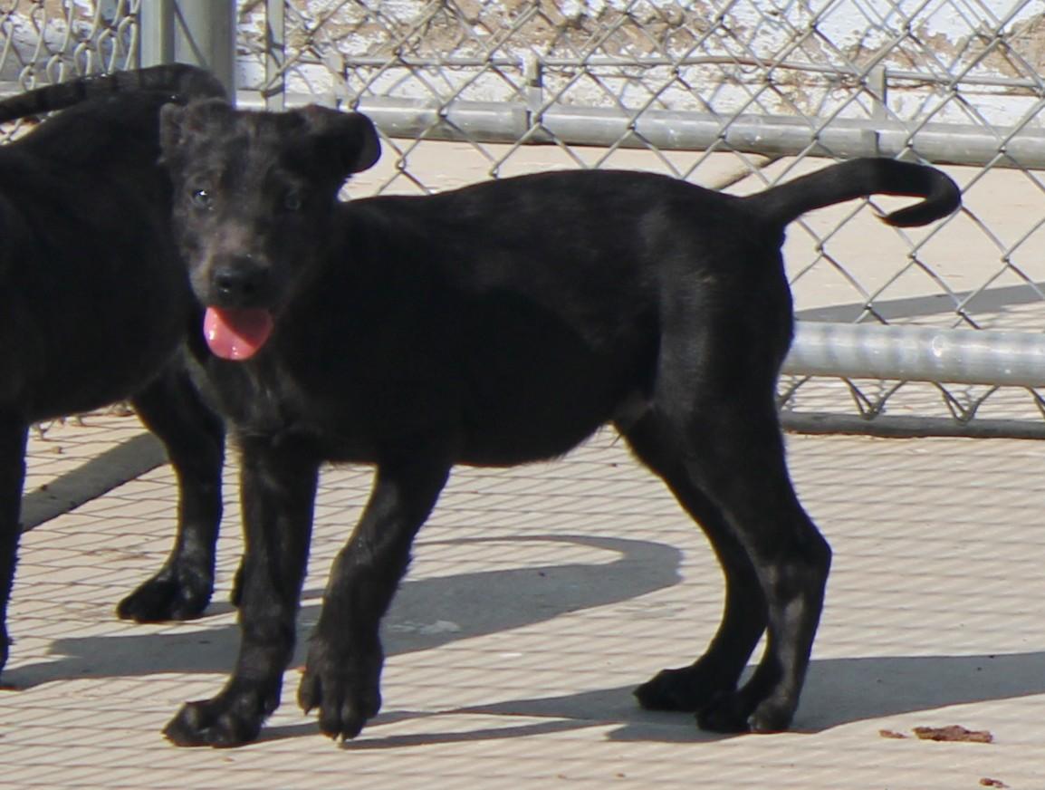 Enlarge BULLET, a Adopted mixed breed in Wasco, CA image 2/6