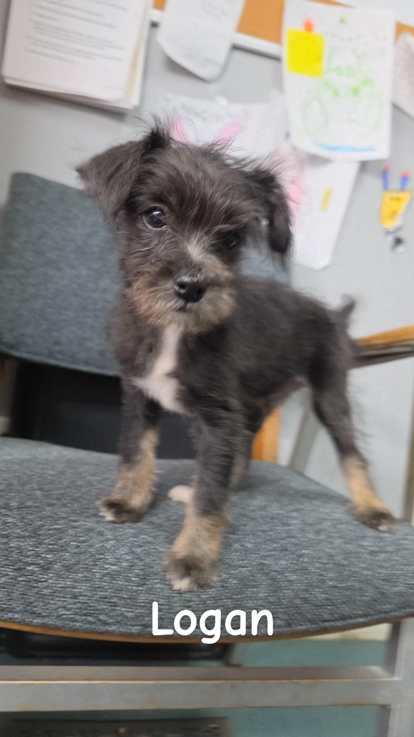 Logan, Adopted, Puppy Male Mixed Breed.