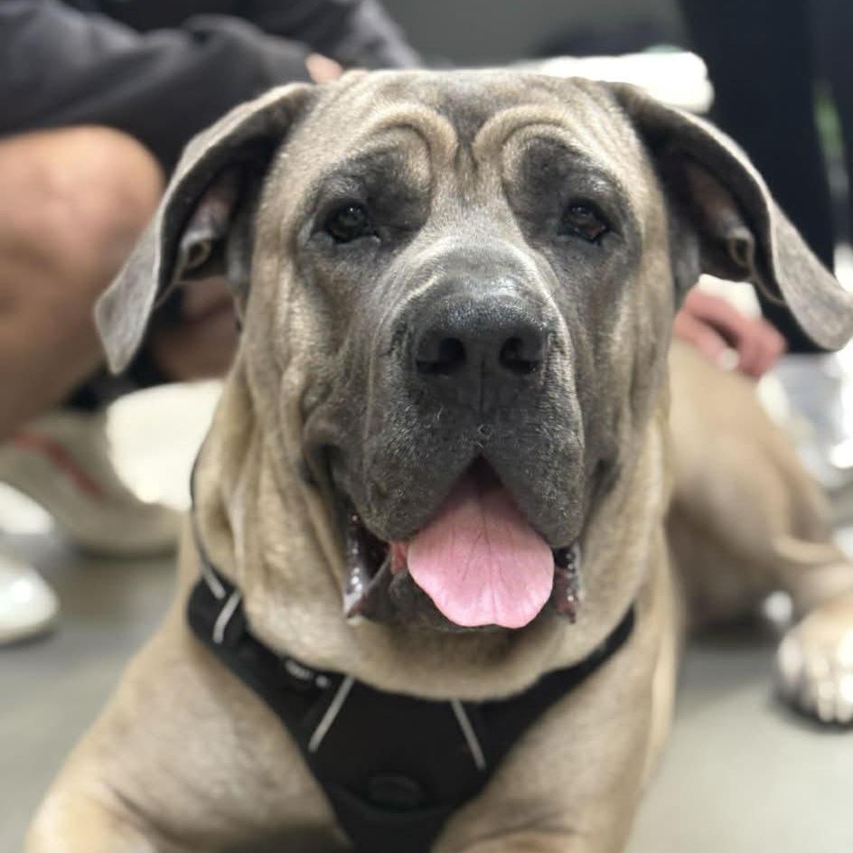 Enlarge Thor, a Adoptable Cane Corso in Richmond, VA image 2/6