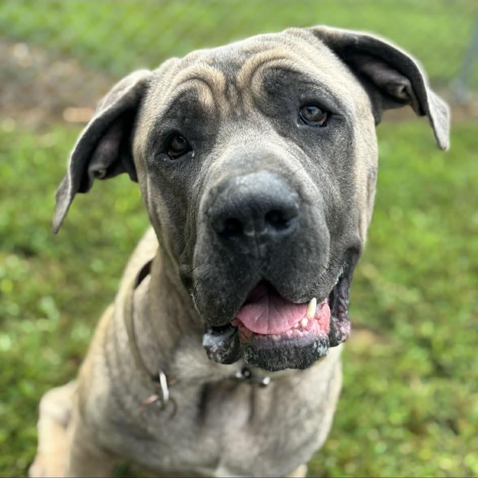 Enlarge Thor, a Adoptable Cane Corso in Richmond, VA image 4/6