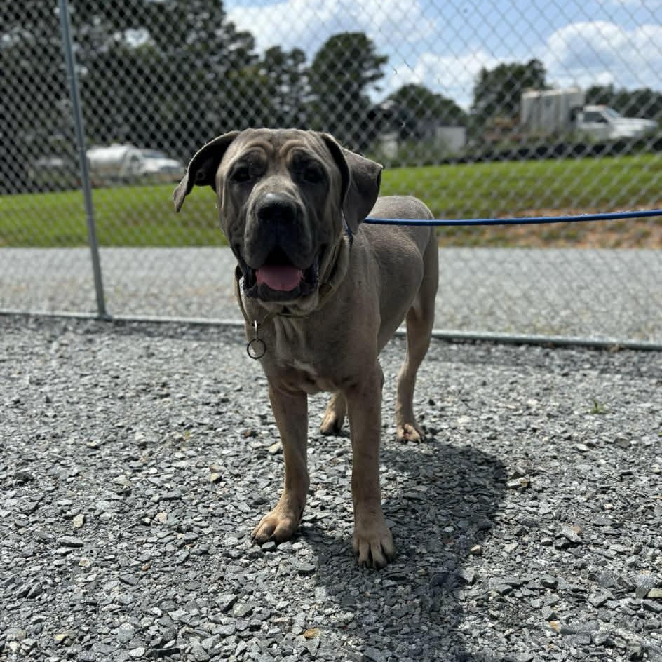Enlarge Thor, a Adoptable Cane Corso in Richmond, VA image 3/6