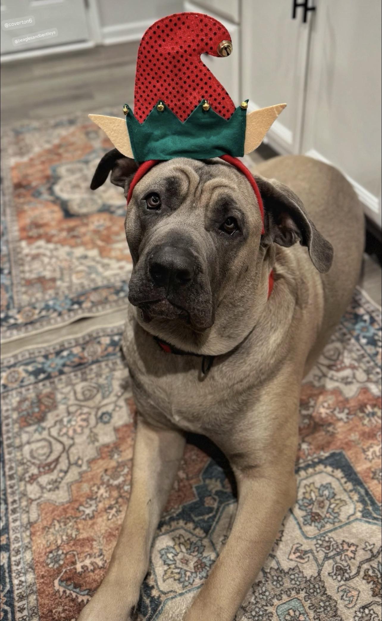 Thor, Adoptable, Young Male Cane Corso.