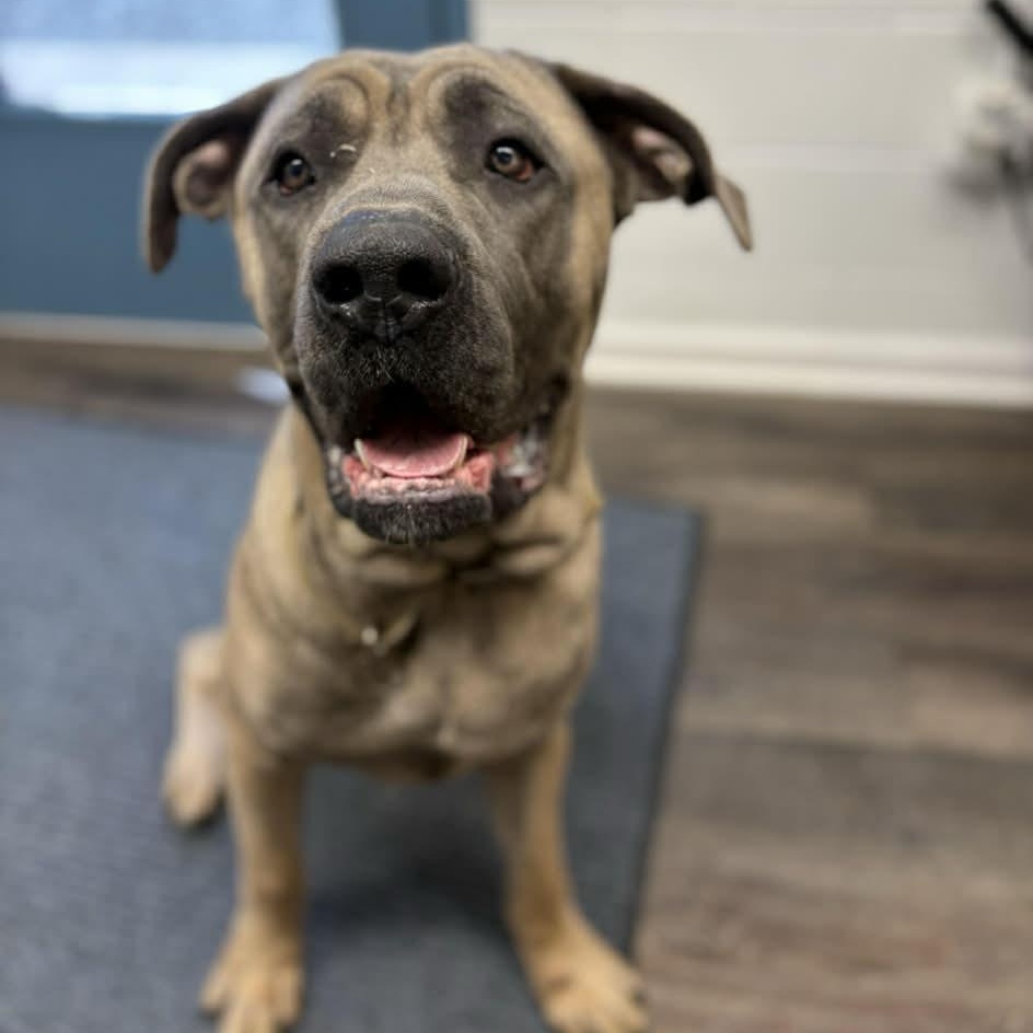 Enlarge Thor, a Adoptable Cane Corso in Richmond, VA image 5/6