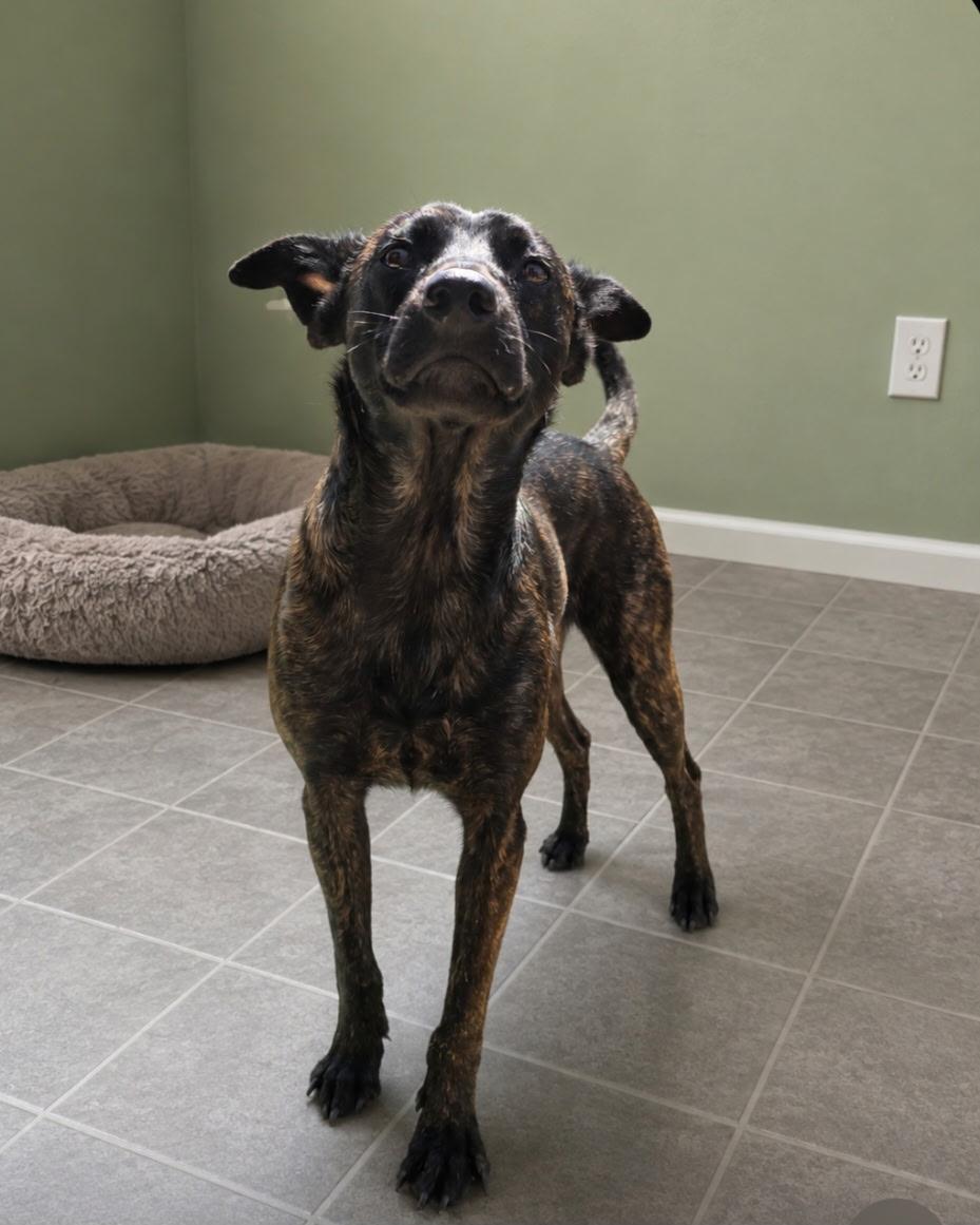 Bill, ADOPTABLE, Young Male Dutch Shepherd.