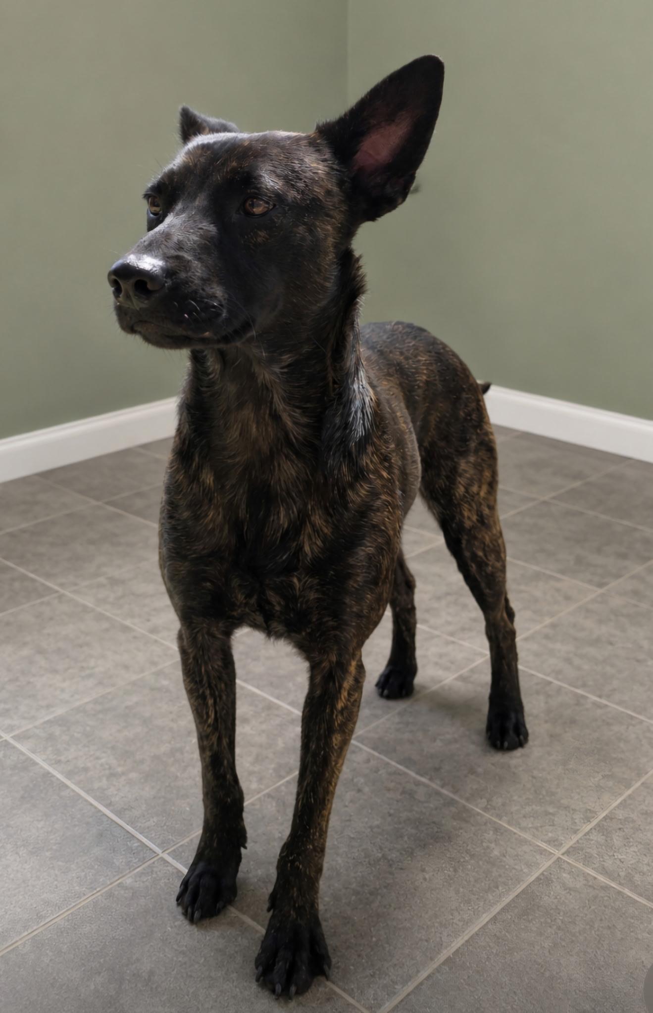 Bill, a ADOPTABLE mixed breed in West Rosemount, MN image 2/3