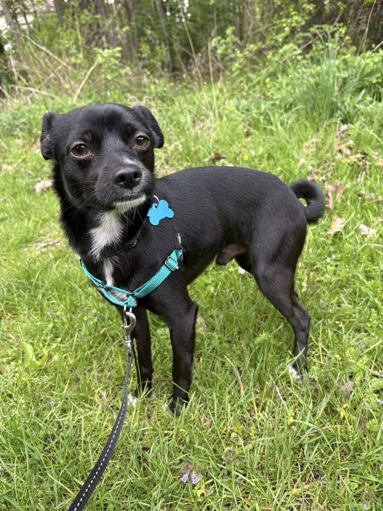 Reginald, an adopted mixed breed in Wappingers Falls, NY image 3/3