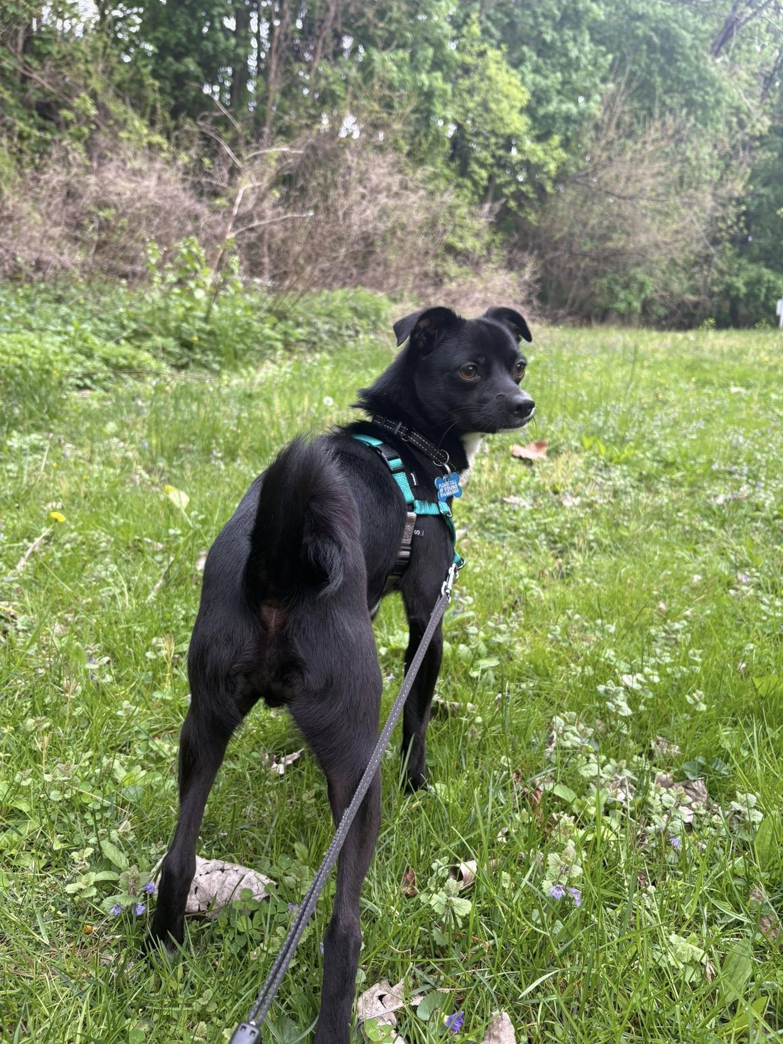 Reginald, an adopted mixed breed in Wappingers Falls, NY image 2/3