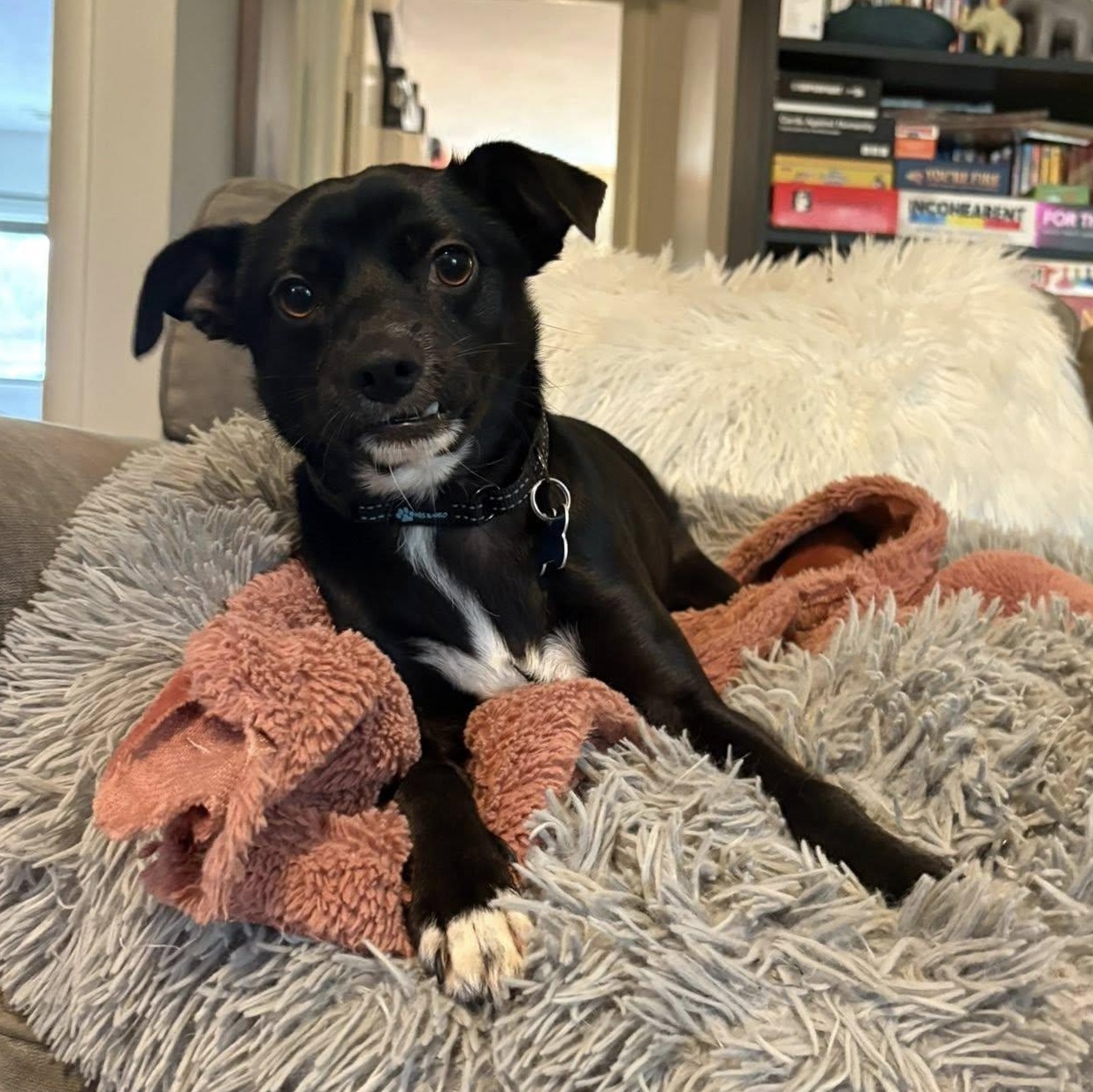 Reginald, adopted, Adult Male Chihuahua.