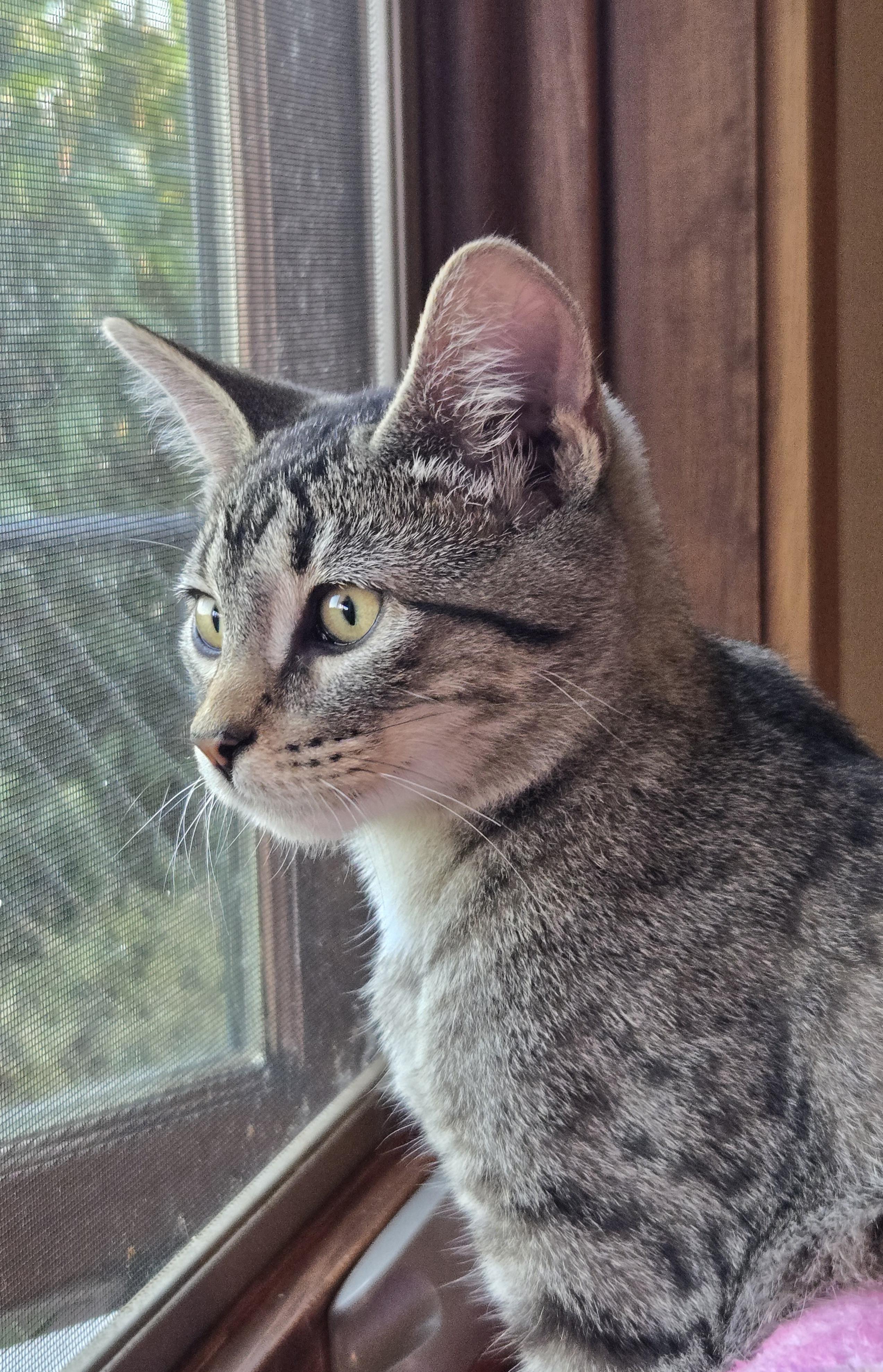 Enlarge Mystic, a Adoptable Domestic Medium Hair in Mineral Point, WI image 5/5