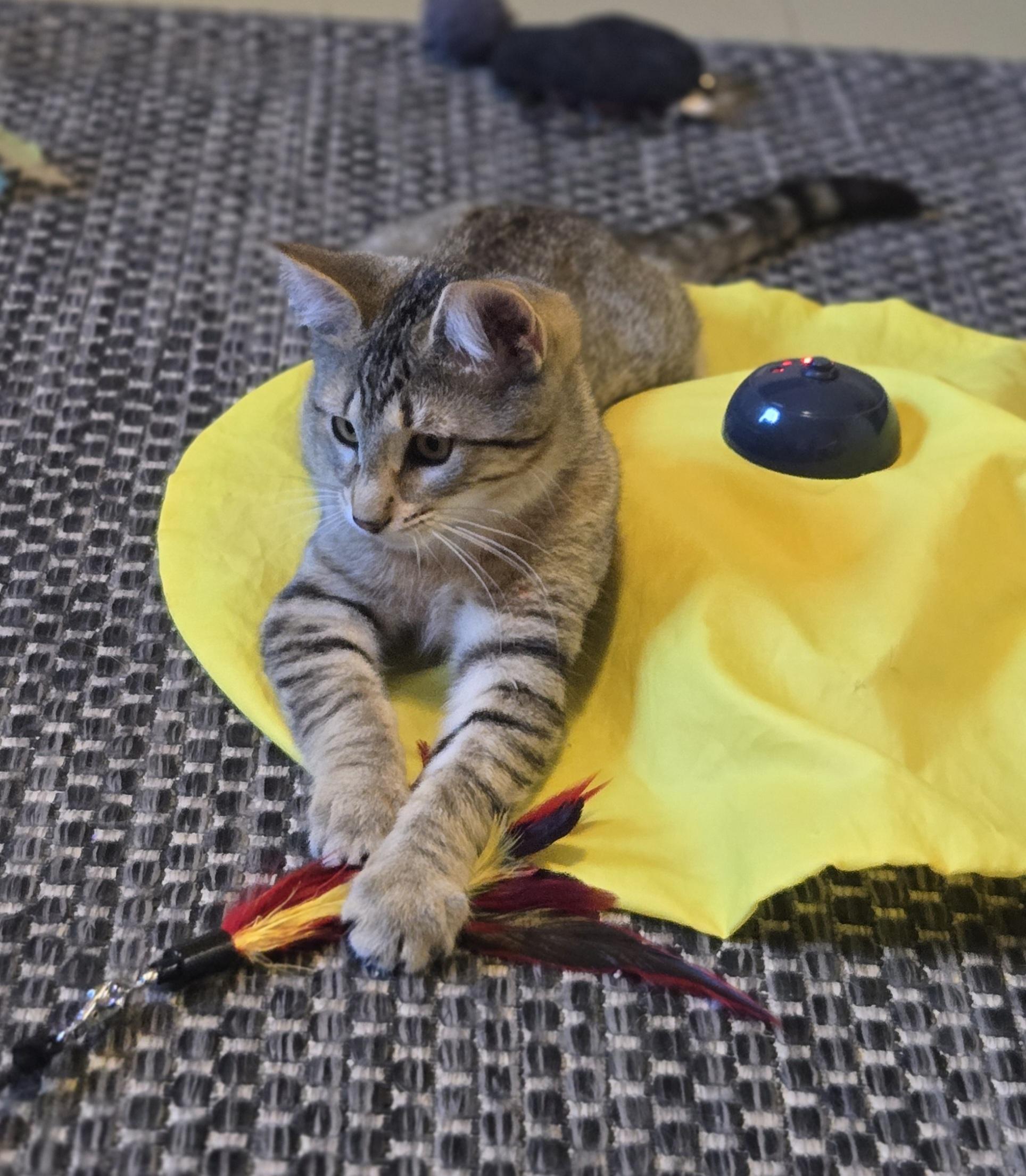 Enlarge Mystic, a Adoptable Domestic Medium Hair in Mineral Point, WI image 3/5
