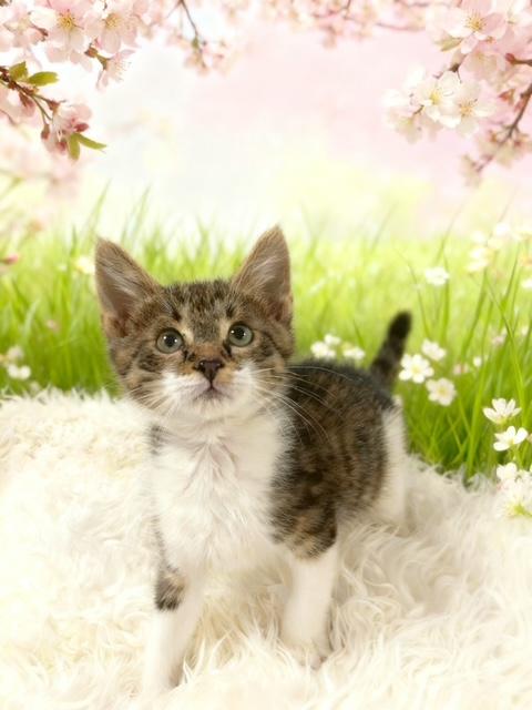 Enlarge Marbels, a Adoptable Domestic Short Hair in Tehachapi, CA image 1/1
