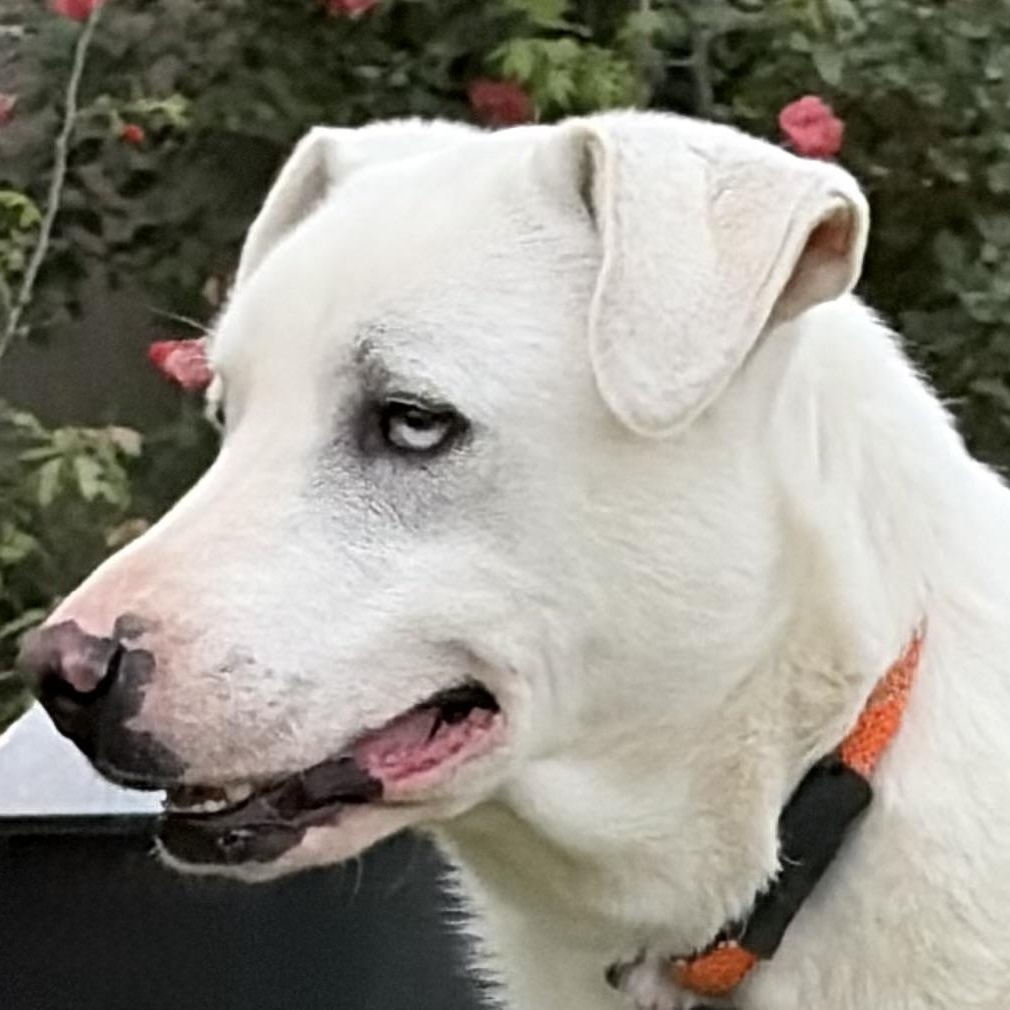 Smitty, Adoptable, Adult Male Labrador Retriever & Siberian Husky.
