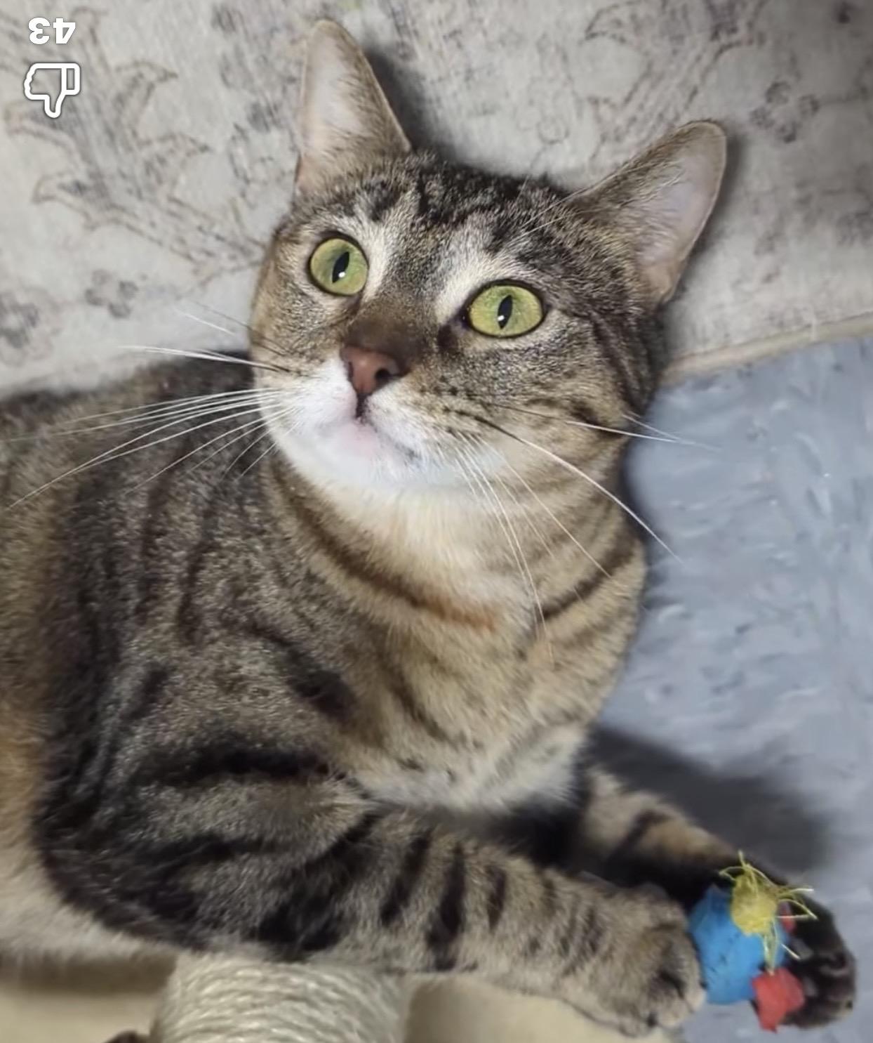 Elsa, Adopted, Young Female Domestic Short Hair.