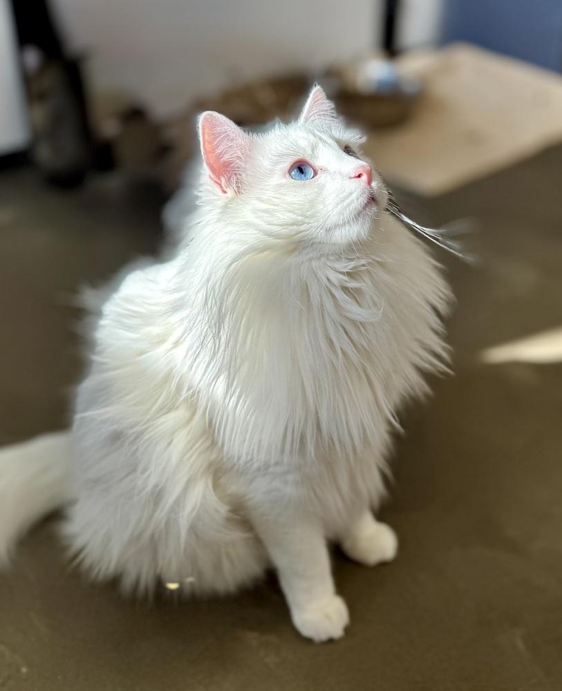 Snowball (Special Needs), Adopted, Adult Male Maine Coon.