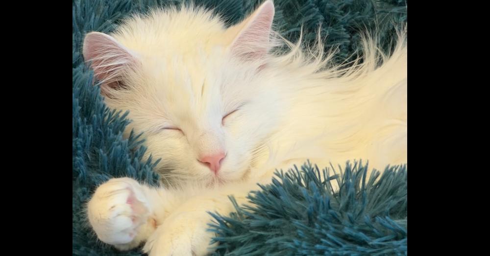 Snowball (Special Needs), a Adopted mixed breed in Cary, NC image 3/3