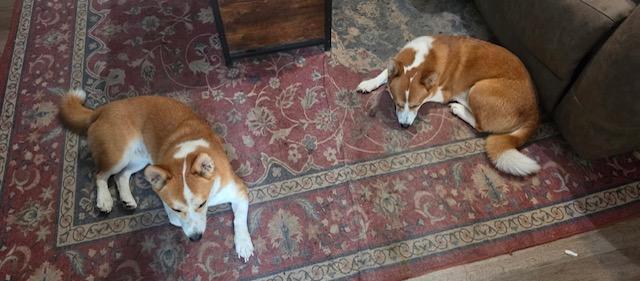 Enlarge Max, a Adopted Cardigan Welsh Corgi in Memphis, TN image 4/6