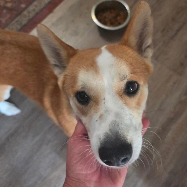 Enlarge Max, a Adopted Cardigan Welsh Corgi in Memphis, TN image 2/6