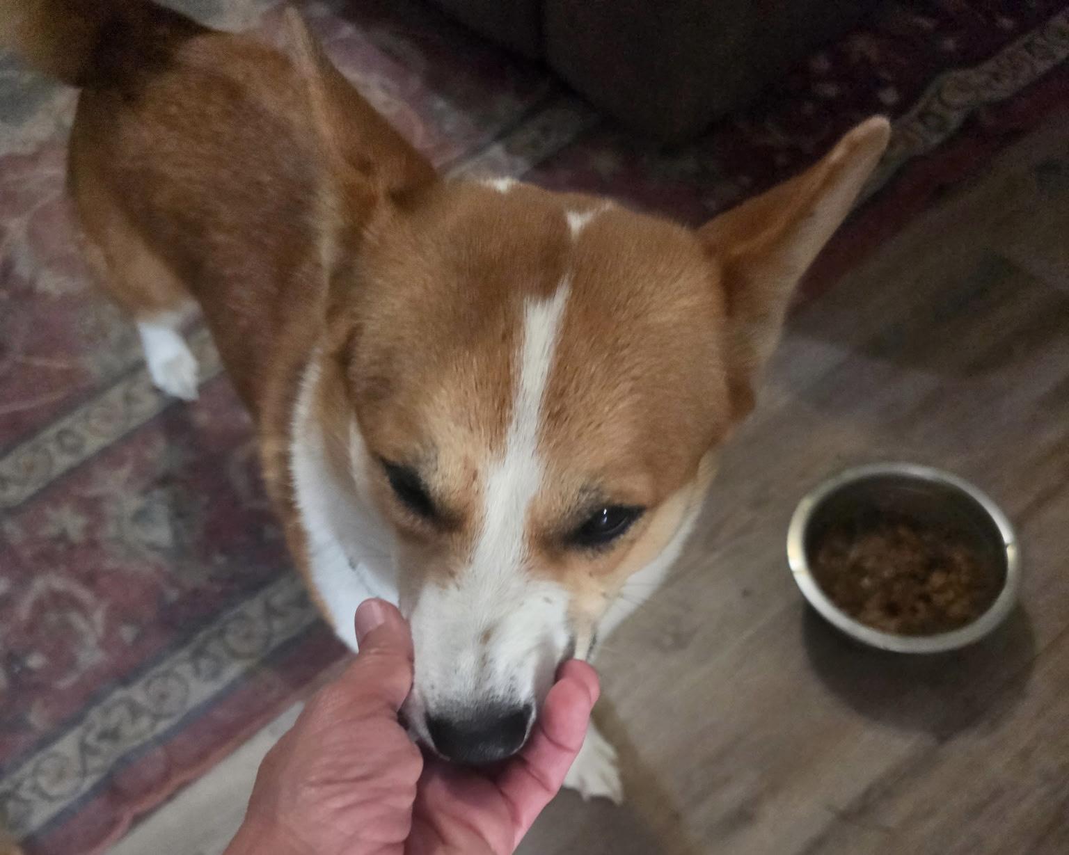 Enlarge Max, a Adopted Cardigan Welsh Corgi in Memphis, TN image 6/6