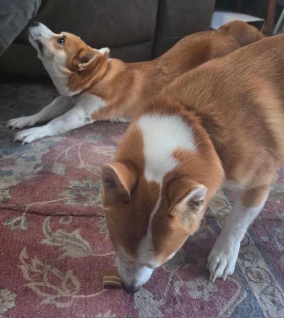 Enlarge Max, a Adopted Cardigan Welsh Corgi in Memphis, TN image 3/6