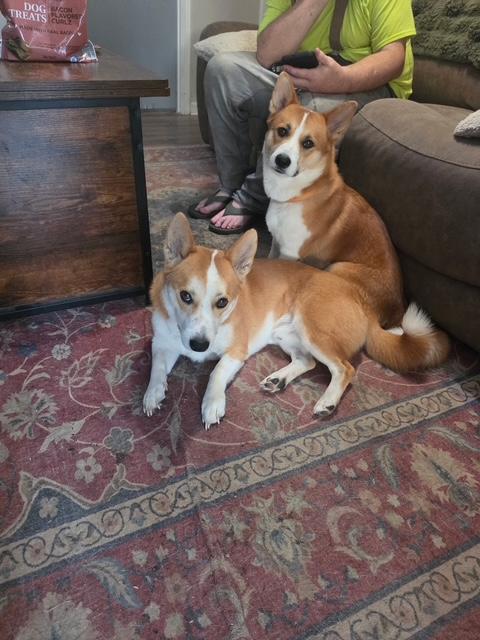 Enlarge Max, a Adopted Cardigan Welsh Corgi in Memphis, TN image 5/6