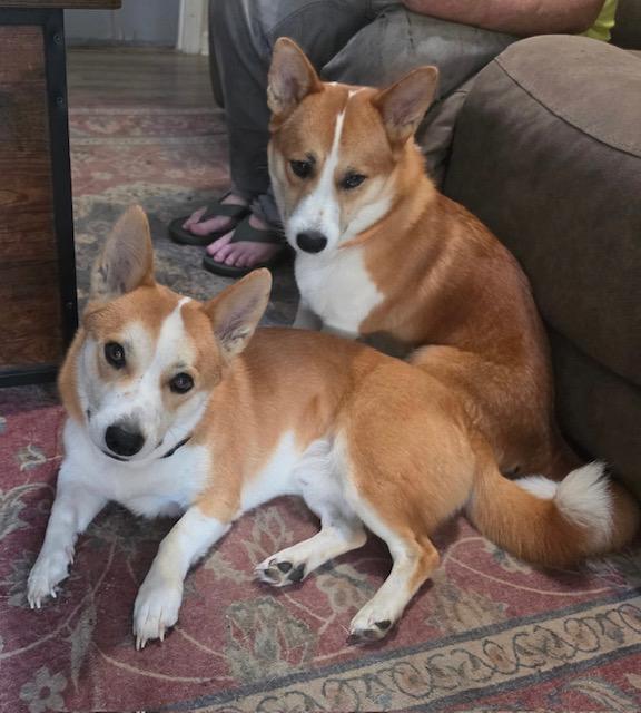 Enlarge Max, a Adopted Cardigan Welsh Corgi in Memphis, TN image 1/6