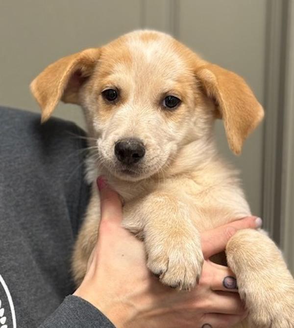 Enlarge Christopher from Customer Service, a Adoptable mixed breed in Littleton, CO image 1/1