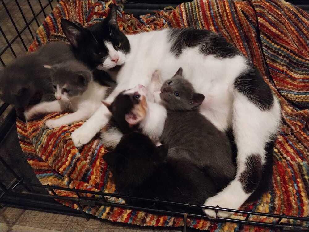 Enlarge Yorkshire Pudding, a Adopted mixed breed in WARNER ROBINS, GA image 1/1