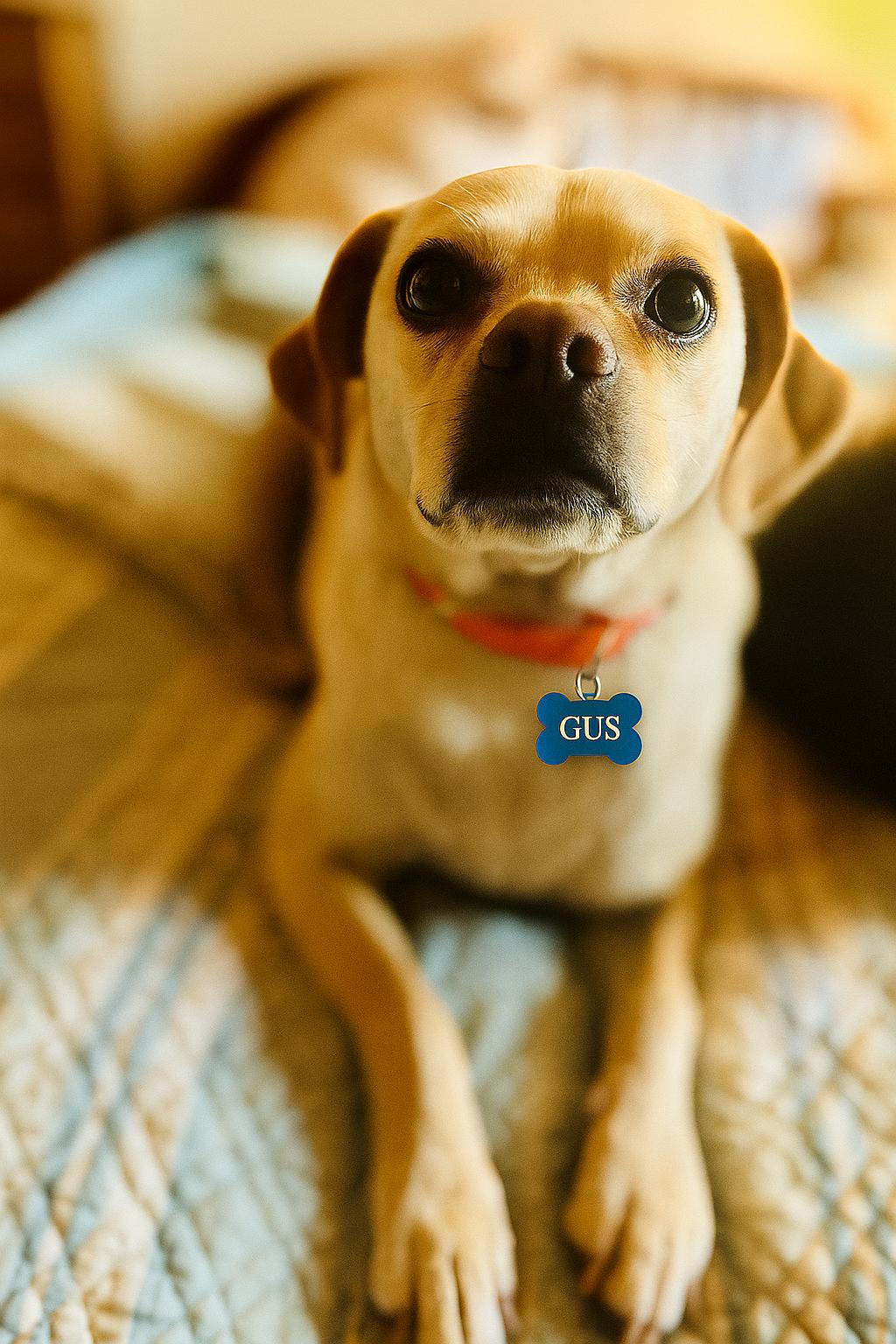 Gustavo, an adoptable Puggle in San Diego, CA, 92101 | Photo Image 1