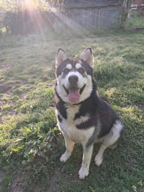 Dog for adoption Kenai a Husky in West Greenwich RI Petfinder Dog for adoption Kenai a Husky in West Greenwich RI Petfinder