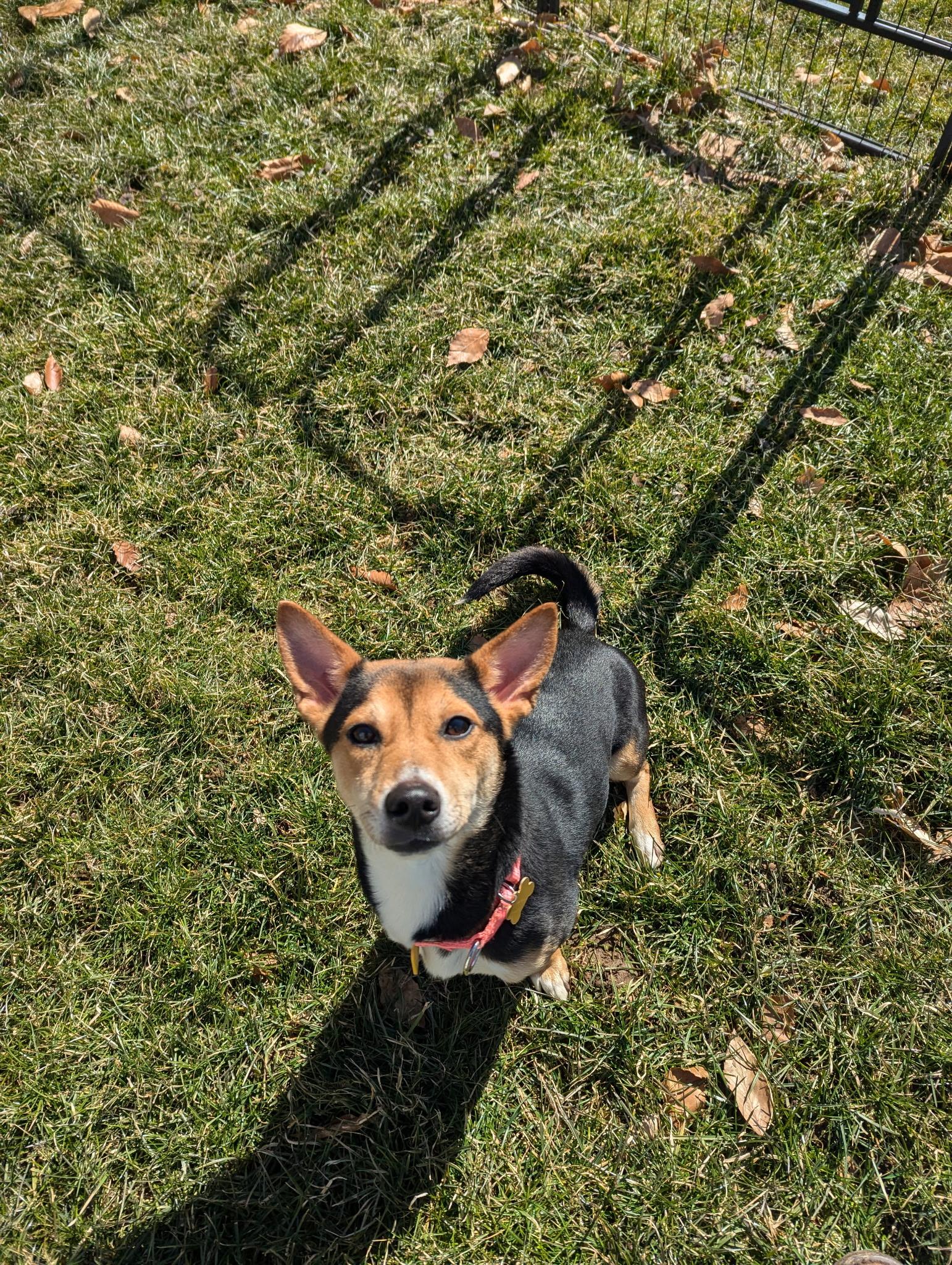 Kanga, a Adopted mixed breed in Valley City, OH image 1/4