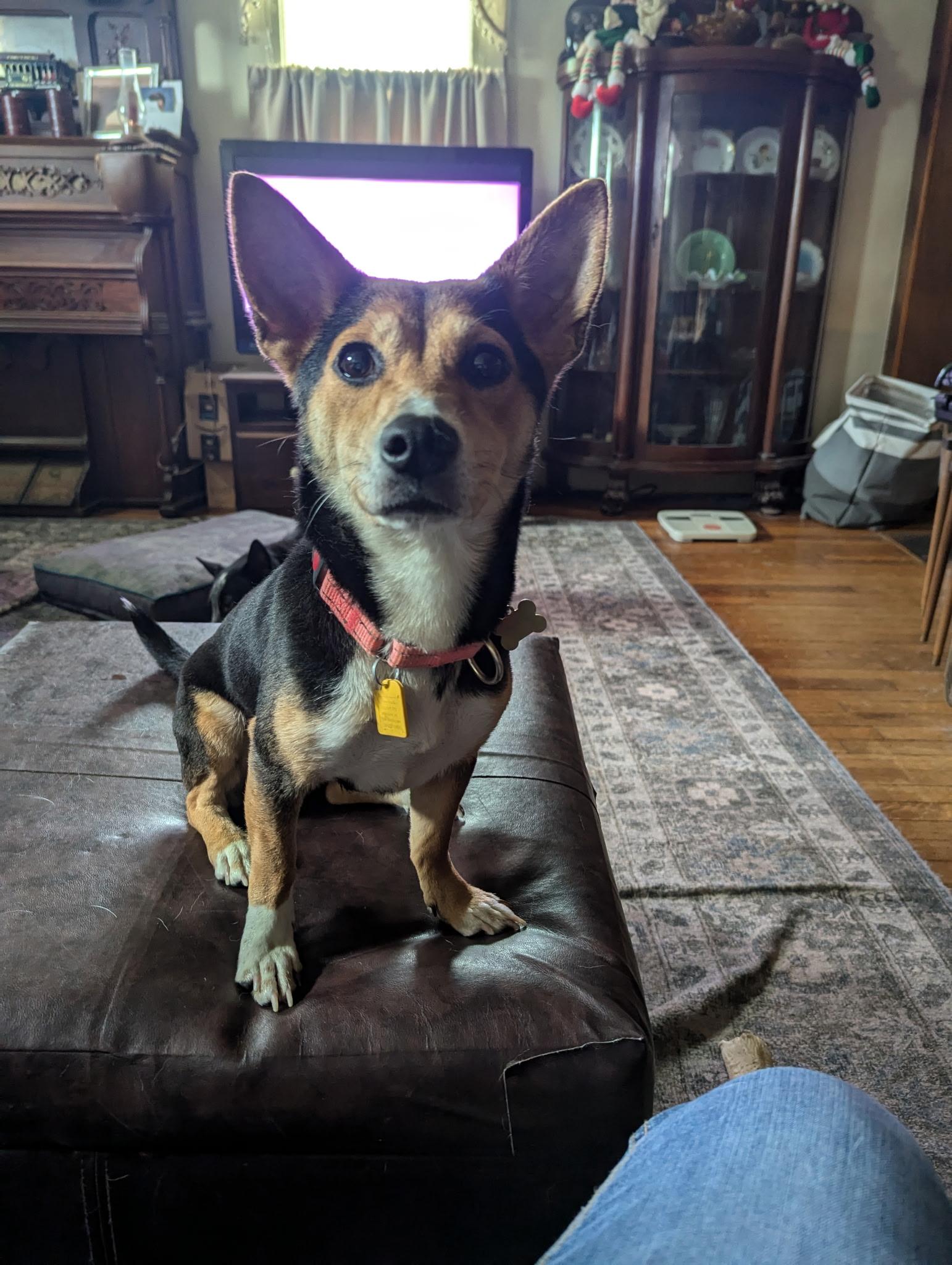 Kanga, a Adopted mixed breed in Valley City, OH image 4/4